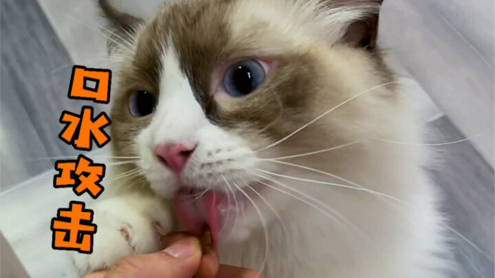 The Kitten's Special Skill