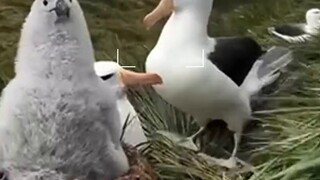 طالما أن اللغة ألمانية، فإن أسلوب الرسم يتغير بشكل مفاجئ