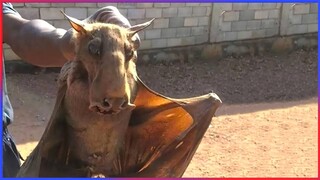 Damn Nature You Scary | Funny Scary Animal Encounters 😱 #10