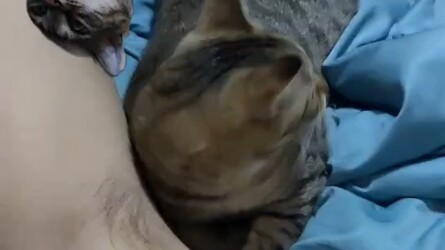 Mèo con không chịu học hành, mèo con thật là biến thái.