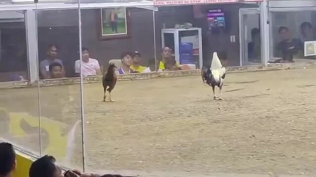 banaba CERCA indang cavite fastest kill