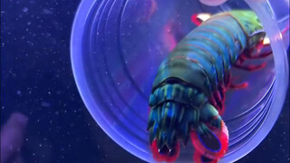 The mantis shrimp punches and sparks fly. How many of them can your friend catch?