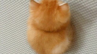Kucing sekecil ini terlihat begitu mudah diintimidasi