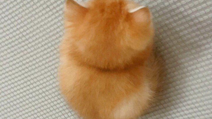 "This tiny little cat just looks so easy to bully."