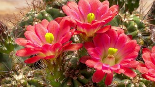 [Tập 3 - Thuyết Minh] Vương quốc thực vật - Kingdom of Plants (2012) EP03: Survival