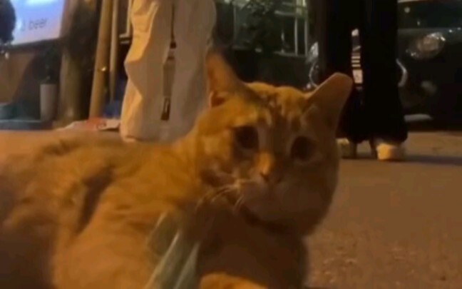 Cat: What kind of jump is that?