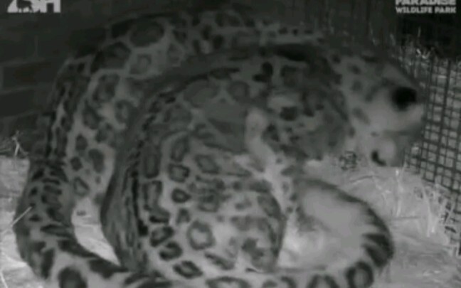 【Macan Tutul Salju】 Kehidupan Sehari-hari Pasangan Macan Tutul Salju