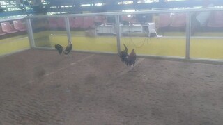 SWEATER GILMORE MJC G.F