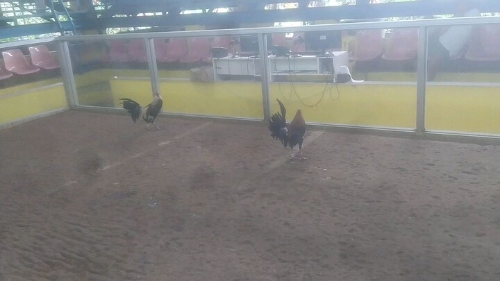 SWEATER GILMORE MJC G.F