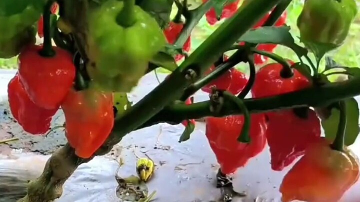 Ternyata cabai industri bukanlah teknologi dan praktik curang