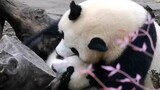 [Hewan]Huahua Si Panda Ingin Kabur Tapi Tak Bisa