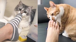 Testing Cat Reaction with Smelling Feet - Funny Cat Reaction to Smell Feet