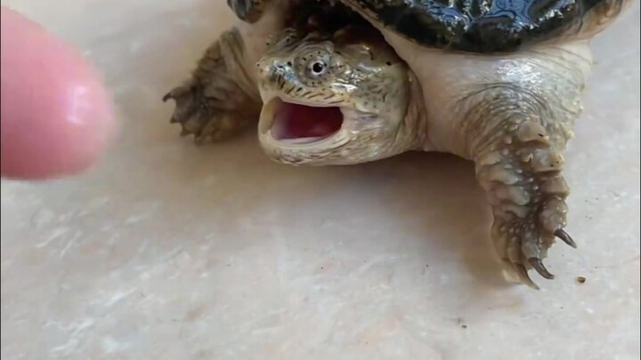 Crocodile: Whoever’s more anxious is the dog!