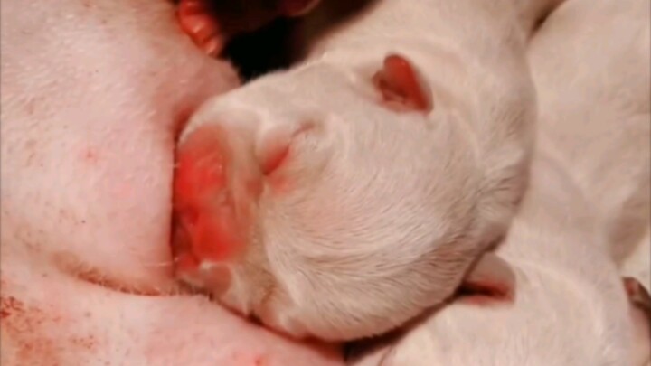 Adorable, Clumsy French Bulldog Sipping Milk — That Little Puppy Sure Has Some Serious Sucking Power