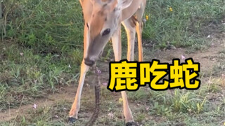 Herbivores will also eat meat if they can, such as deer and squirrels eating snakes