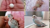 Budgie Parrot  From Tiny Egg To Growth Stages