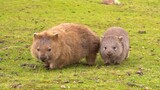 Socially-phobic wombat meets social bullying UP owner