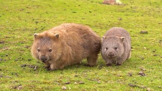 Wombat penyendiri bertemu naravlog yang ekstrover
