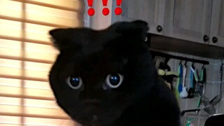 Turns out cats aren't the only ones with special abilities—my hands do too! Hahaha... You've got to 