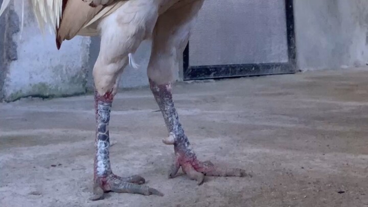 Mapula ba ang paa? Alagang Vitminpro tab at b12 lang yan!