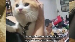 kucing takut ama petasanπ€£