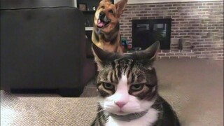 Pets That Will Make You Laugh In 7 Seconds