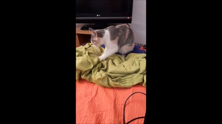 Mi Gatita Amasando __ Una ternura