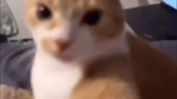 มาหน่อย! แมวจะจุ๊บแรงๆ เลย!