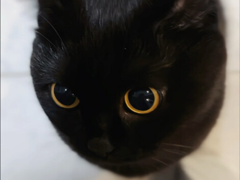 ทำไมแมวที่เพิ่งซื้อมาถึงส่งเสียงตลอดเวลา?