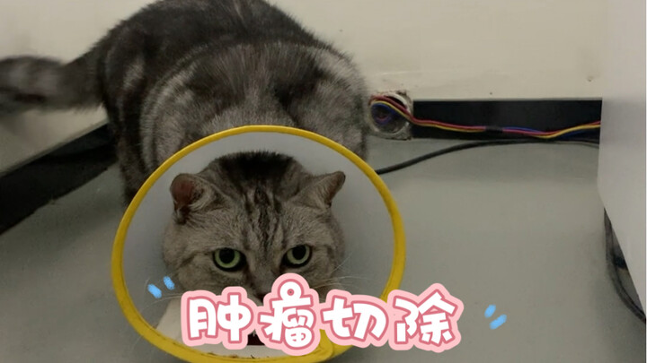 猫咪前肢长了鸡蛋呢么大的瘤子，这次是由@宠物医生王主刀切除，手术非常成功，希望小家伙可以健健康康的