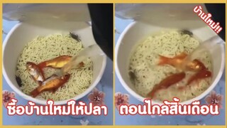 รวมคลิปตลกๆ : บ้านใหม่สุดหรูสไตล์มาม่าคัพ!!