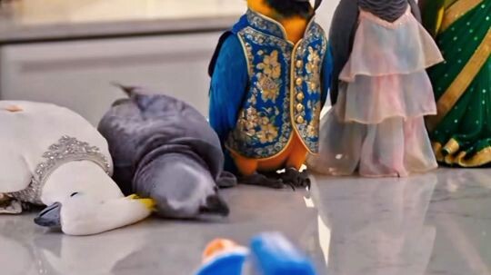 funny parrot video