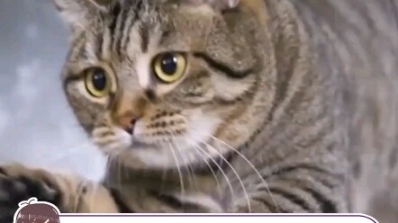 Ancient Orange Cats Were So Adored! #Cats #CutePets #OrangeCats