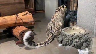 众所周知，猫和猫尾巴是两种生物，大猫也一样