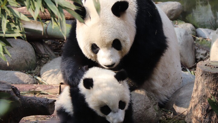 [Panda Mengmeng&Mengbao] แพนด้าแม่ลูกสุดน่ารักแบบแพ็กคู่