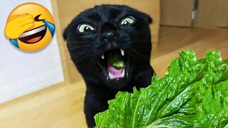 Funny Cat Videos That Will Smile You Laugh All Day Long 😂😹