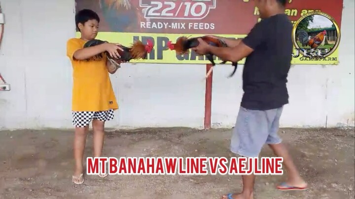 EB VS LOCAL ( EB Dark Feet LOCAL yellow feet) MT Banahaw VS AEJ GF line!