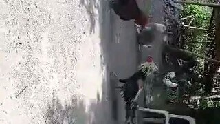 preparation 1 hits bunot mo premyo mo... soccony pangasinan cockpit arena... nanalo wala lang video