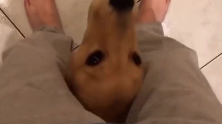 Dogs often can't hide their love for their owners. There are many different ways dogs express their 