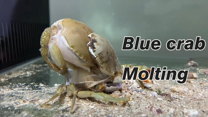 [Animals]Carapace molt procedure of blue crab