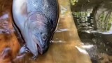 Fresh Caught Salmon anyone?! 😍🔥