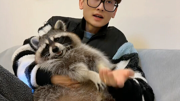 Can you get vaccinated if a raccoon bites you? Why does a raccoon become more aggressive the more yo