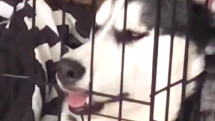 “Nghe nói, cậu muốn nuôi chó Husky?”