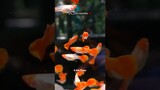 5 jenis ikan hias air tawar yang cocok untuk aquarium kecil