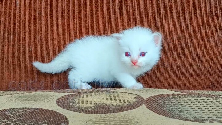 si mata merah....  || MOA