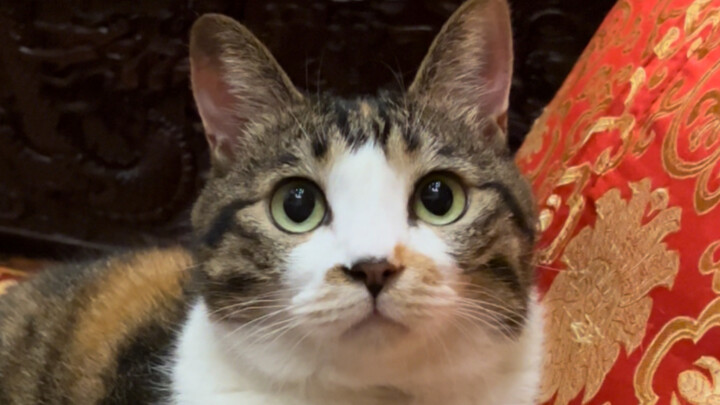 Mời mọi người cùng tham quan sở thú tại nhà mình nhé～