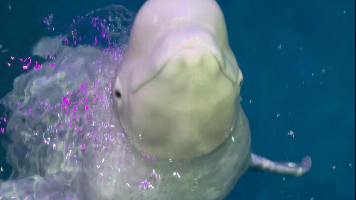 Xiao Hei Is Such a Picky Eater!