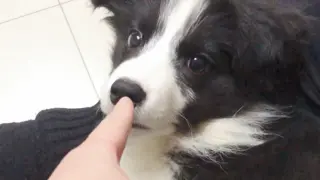 Border Collie: Only Mom Can Point At Me. Dad Can't!