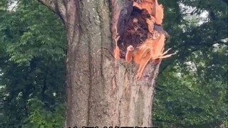 记录一棵参天大树自然倒地的全过程，视频里能清晰地听到树木断裂的“咔嚓”声