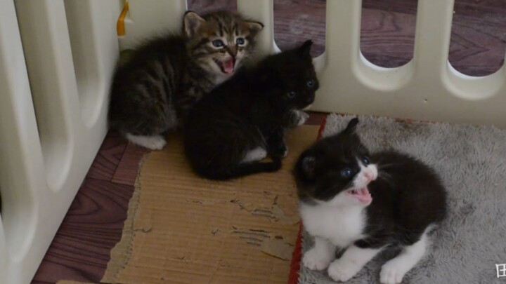 Mèo con hoang siêu dữ sinh ra mấy em mèo sữa, răng còn chưa mọc đầy đủ đã biết nhe răng hăm dọa ngườ